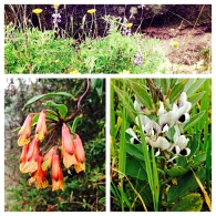 Some of the flowers on the hike in Chugchilan